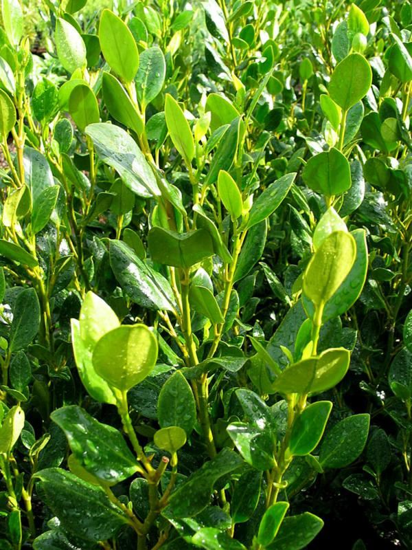 Plantenfiche-Griselinia-littoralis-Whenuapai-