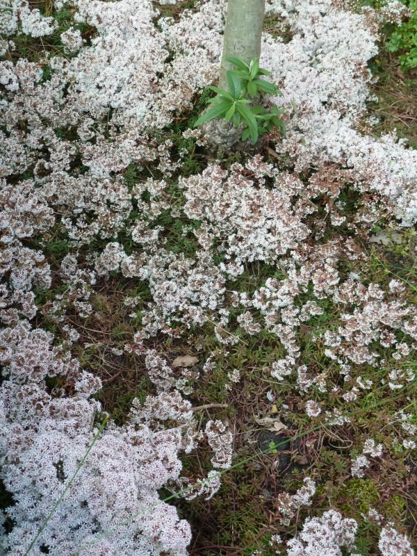 Plantenfiche-Sedum-album-Murale-