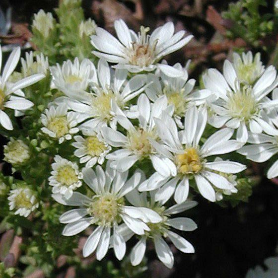Plantenfiche-Aster-ericoides-Snowflurry-