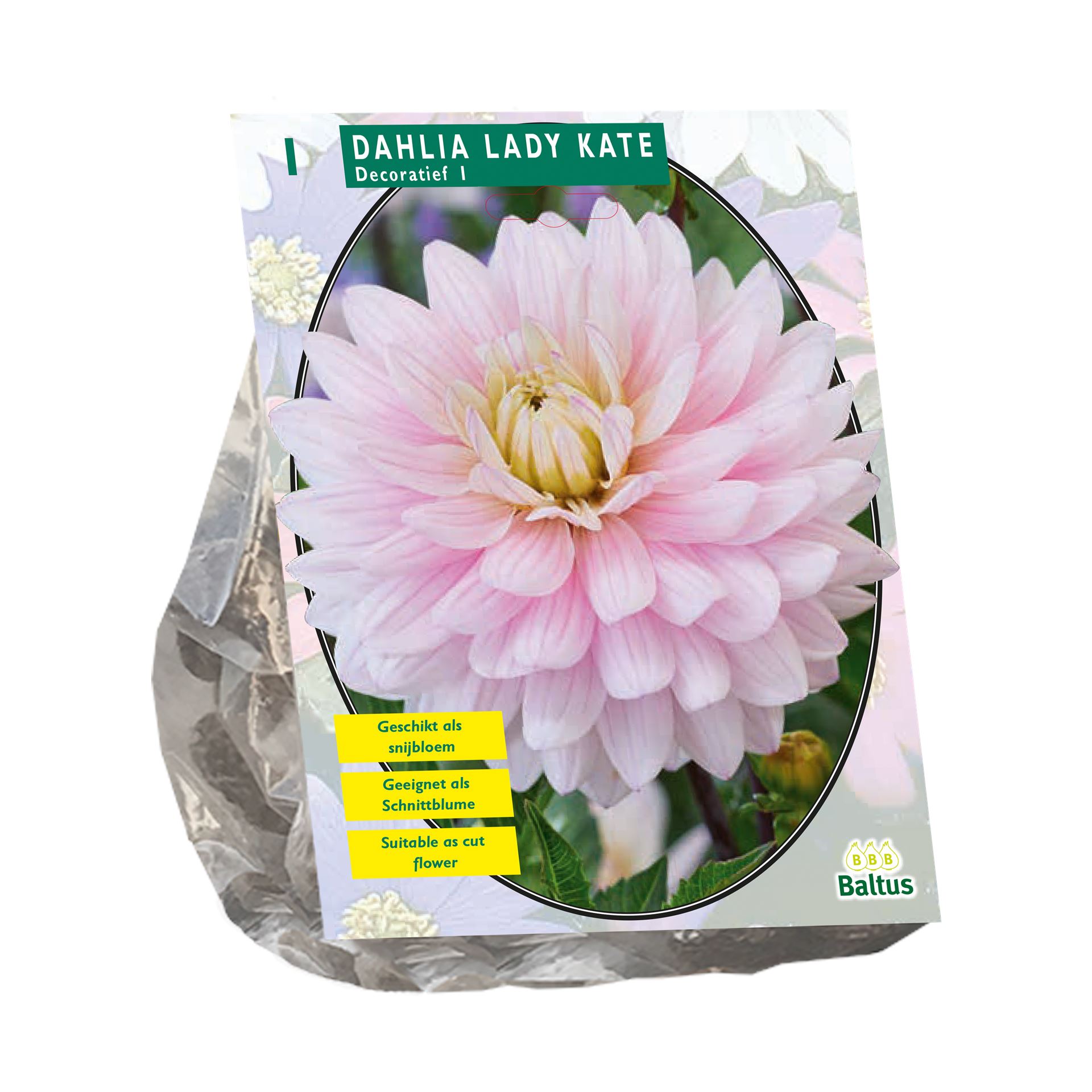 Baltus dahlia 'Lady Kate' - Decoratief - Voorjaarsbloembollen - 1 bol (roze)