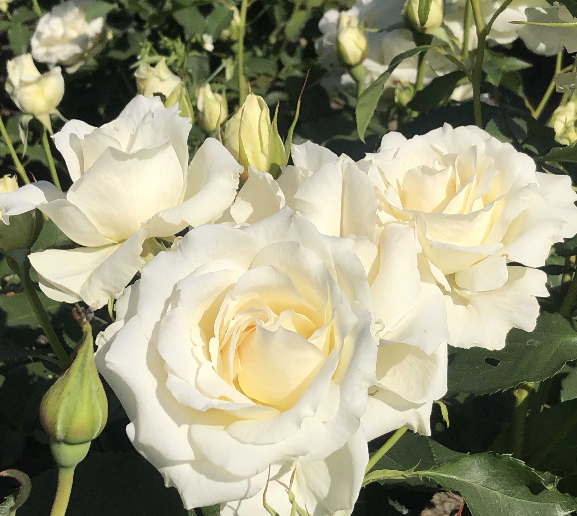 Rosa 'White Symphonie' - pot