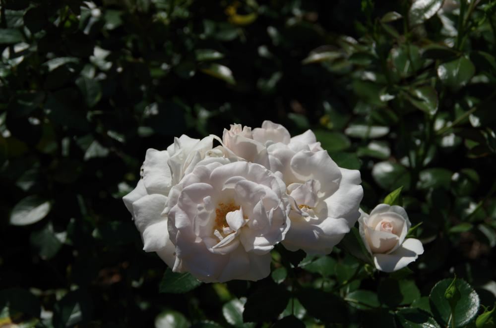 Plantenfiche-Rosa-Taniripsa-Aspirin-Rose-Special-Child-