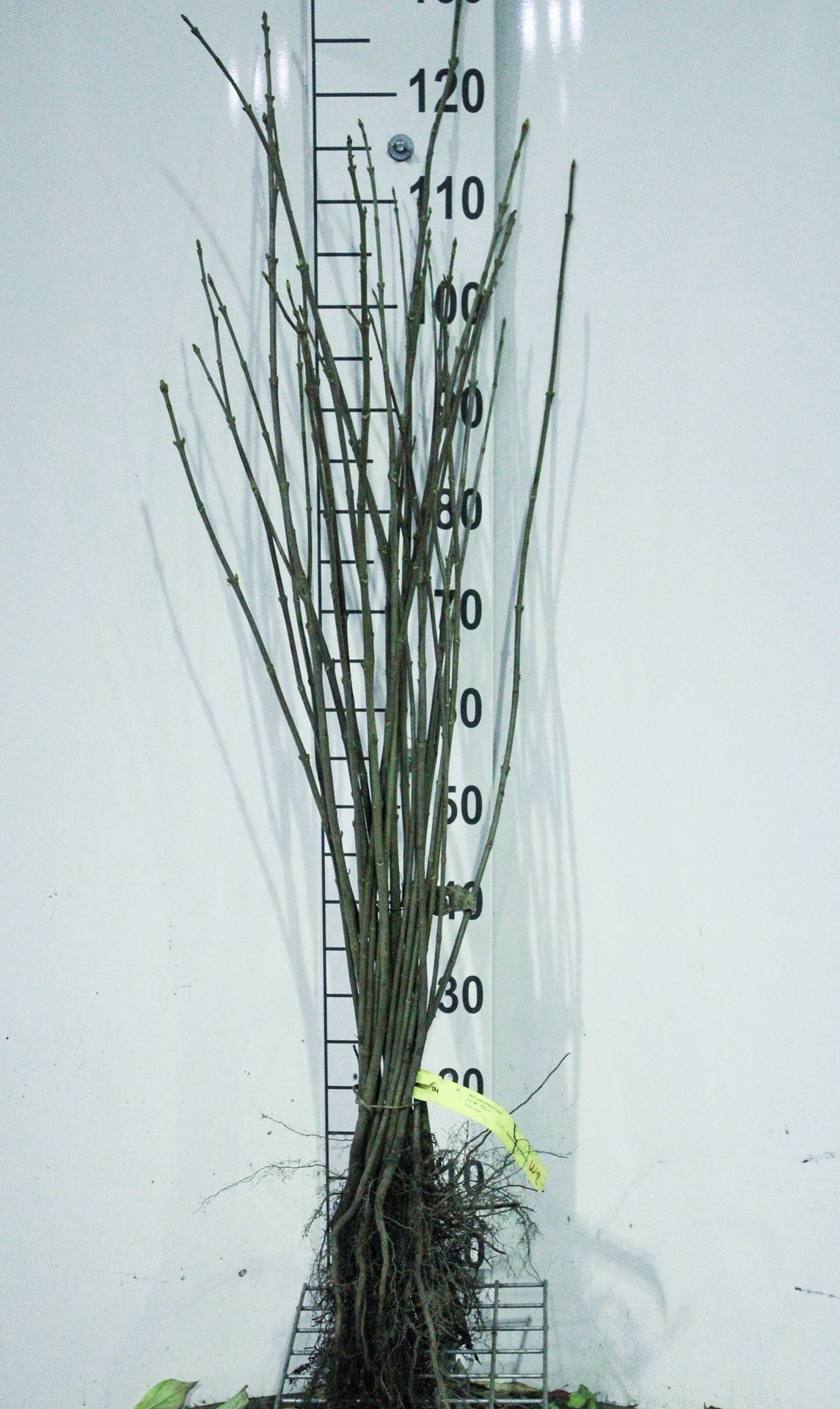 Acer pseudoplatanus - bare root - 90-120 cm