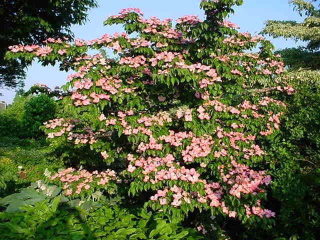 Plantenfiche-Cornus-kousa-Satomi-