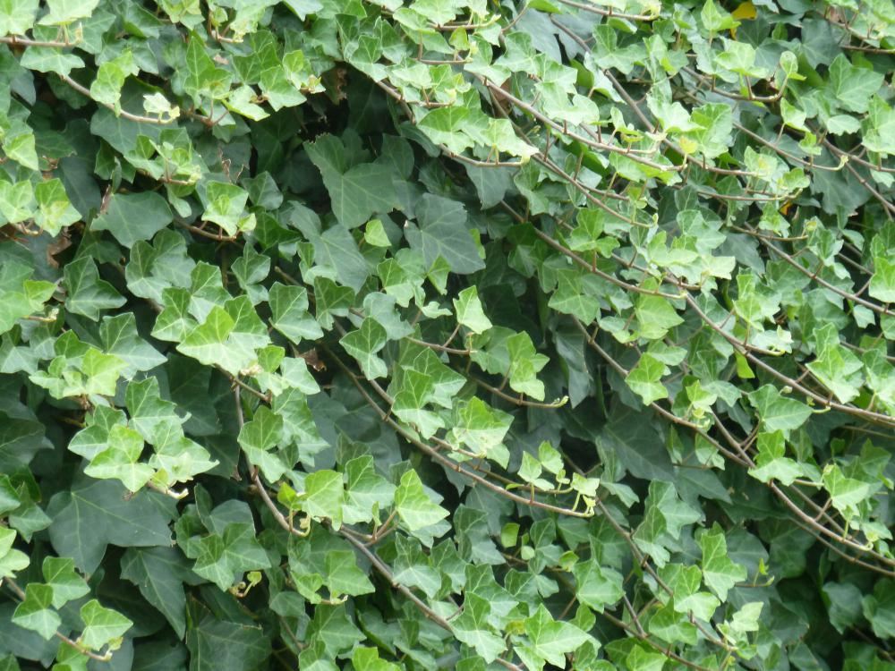 Plantenfiche-Hedera-hibernica-Ierse-klimop-