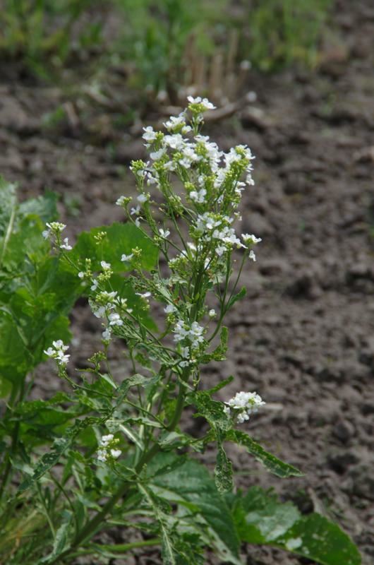 Plantenfiche-Armoracia-rusticana-Mierikswortel-