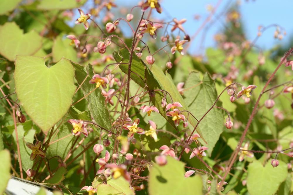 Plantenfiche-Epimedium-x-cantabrigiense