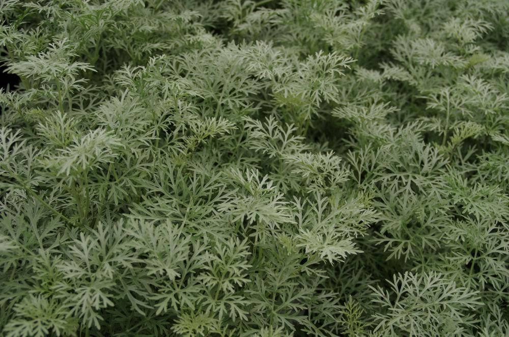 Plantenfiche-Artemisia-Powis-Castle-