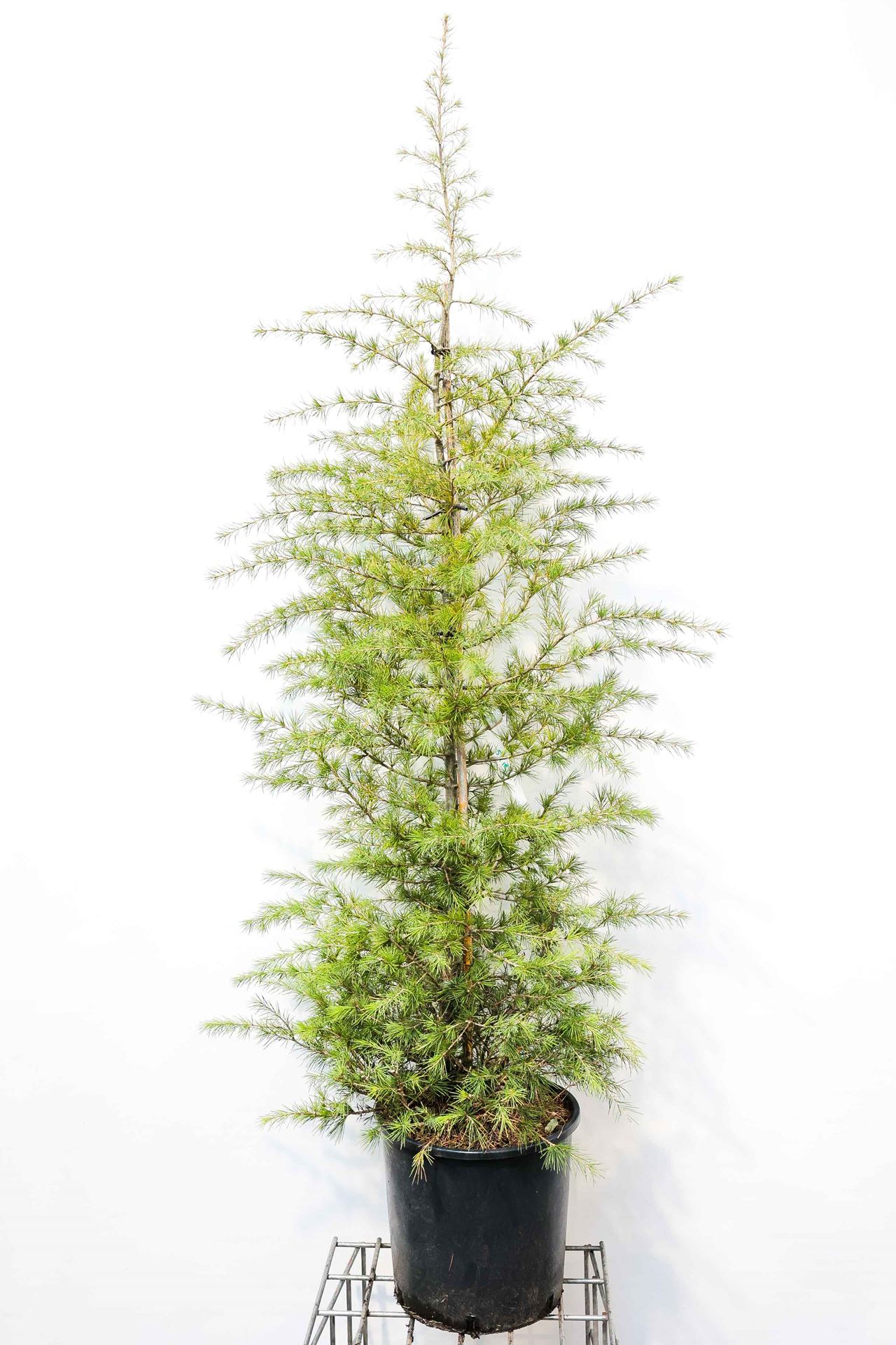 Cedrus deodara - pot 18L - 125-150 cm