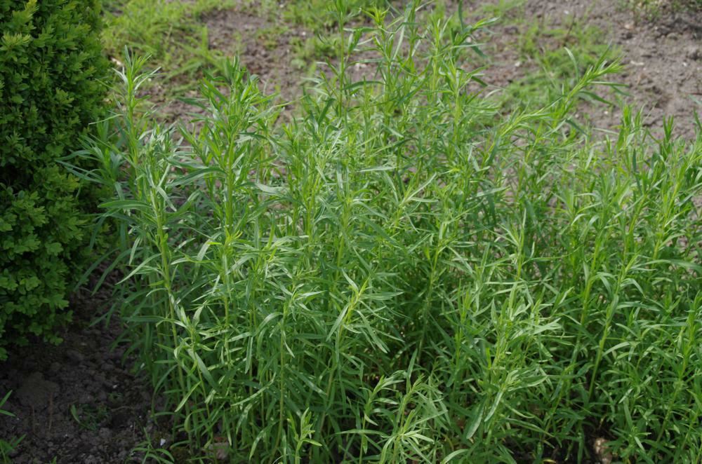 Plantenfiche-Artemisia-dracunculus-Dragon-