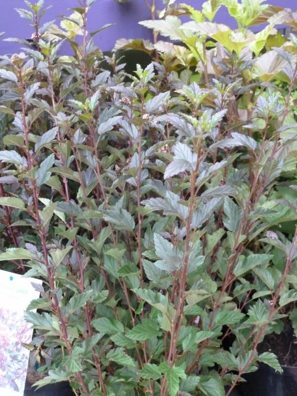 Plantenfiche-Physocarpus-opulifolius-Donna-May-Little-Devil-