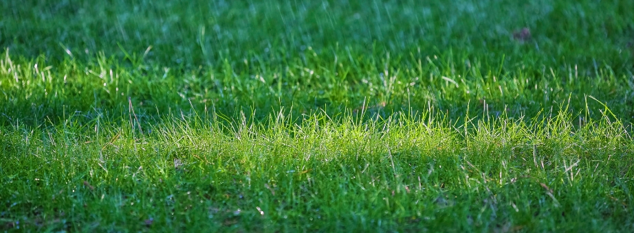 lawn in the shade