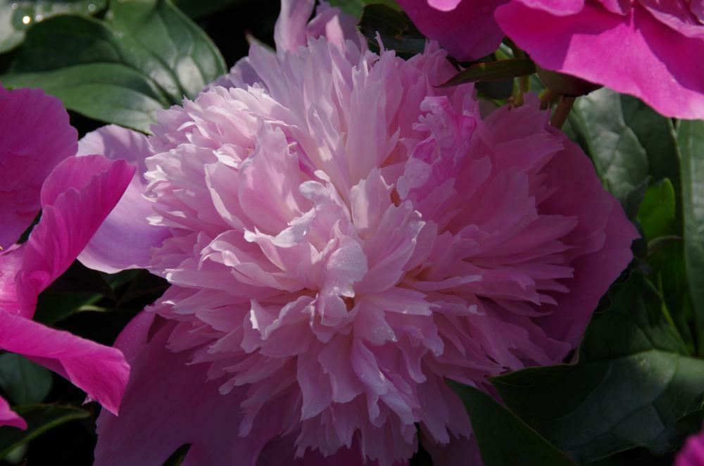 Plantenfiche-Paeonia-Monsieur-Jules-Elie-