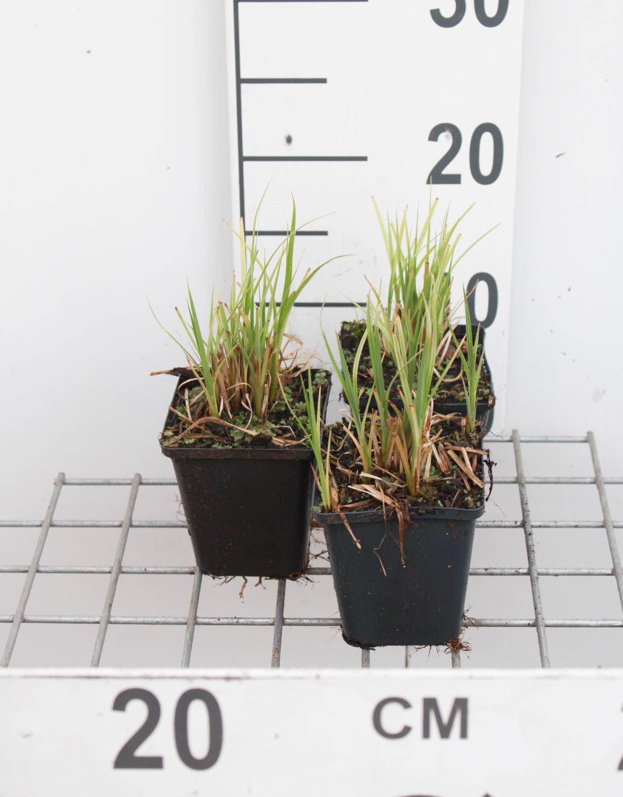 Carex acutiformis - pot 9x9 cm