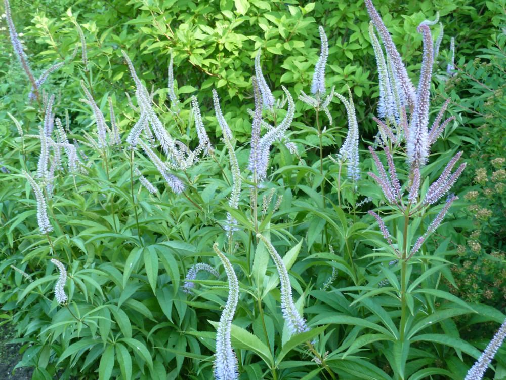 Plantenfiche-Veronicastrum-virginicum-Roseum-