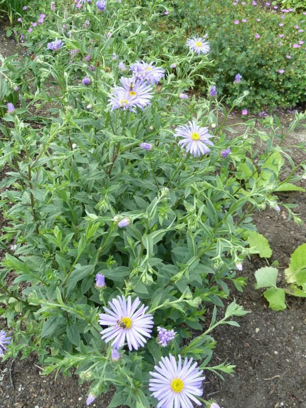 Plantenfiche-Aster-thomsonii