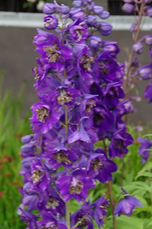 Plantenfiche-Delphinium-Black-Knight-