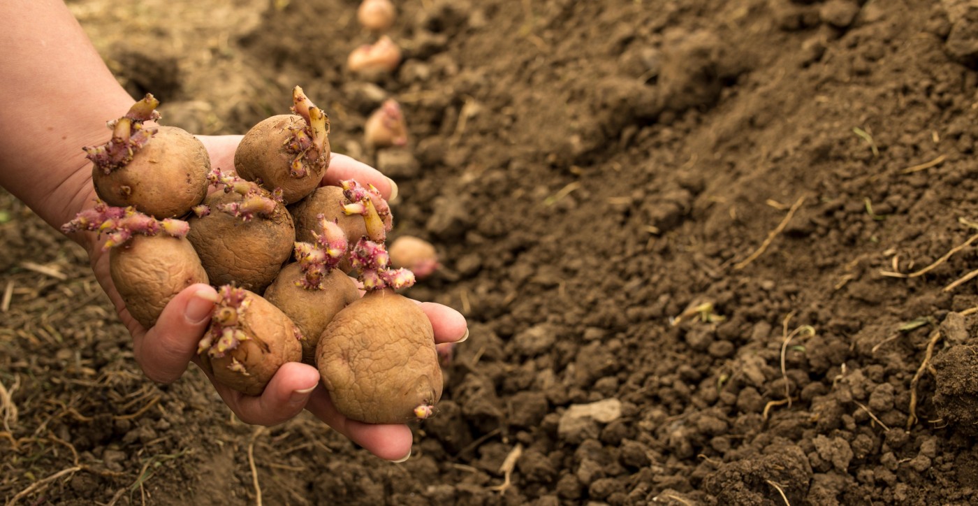 planter des pommes de terre de semence dans le sol