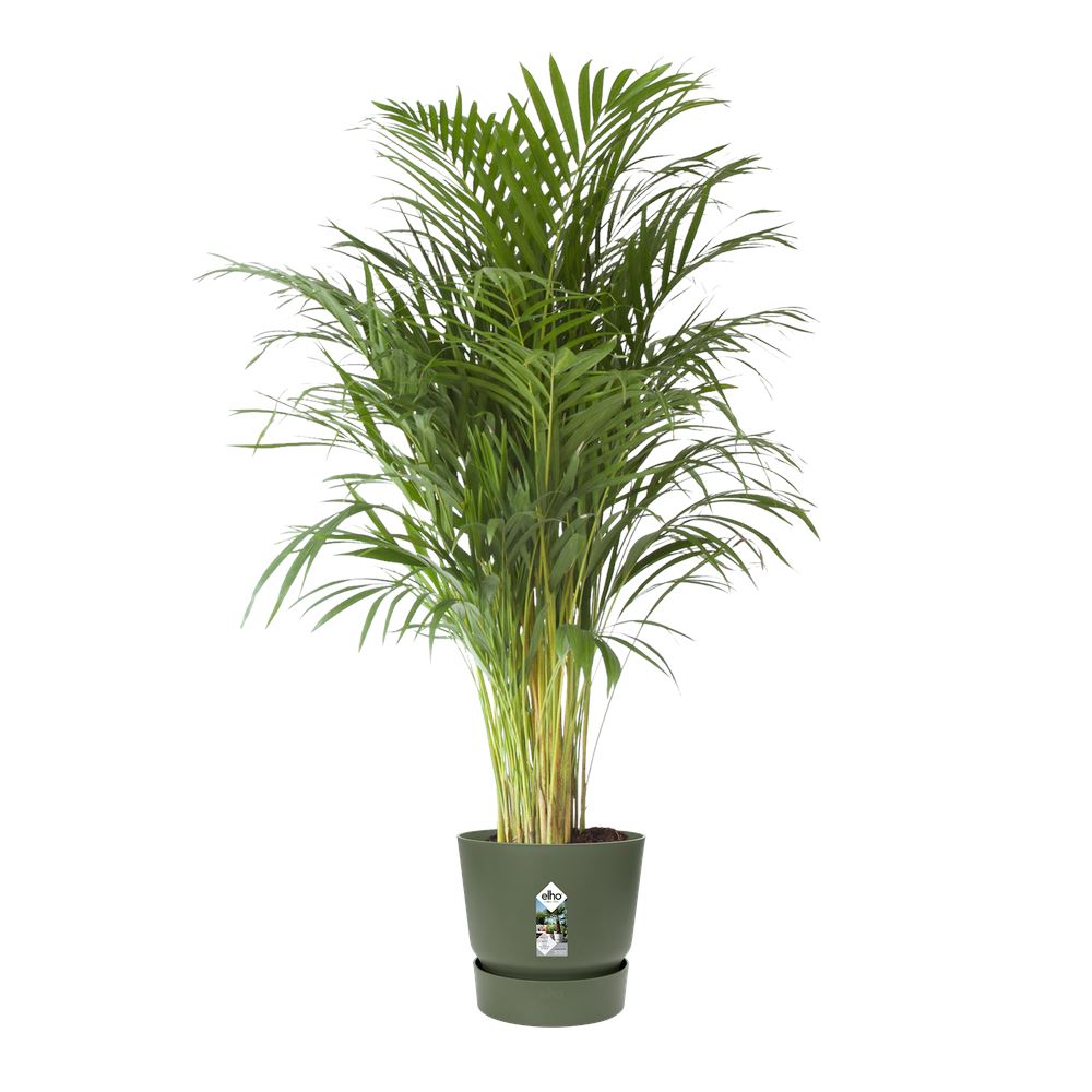 pot-Greenville-rond-47cm-blad-groen