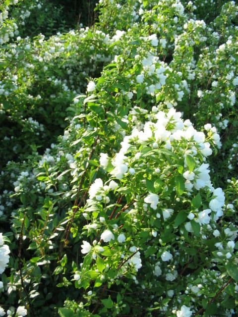 Plantenfiche-Philadelphus-Manteau-d-Hermine-
