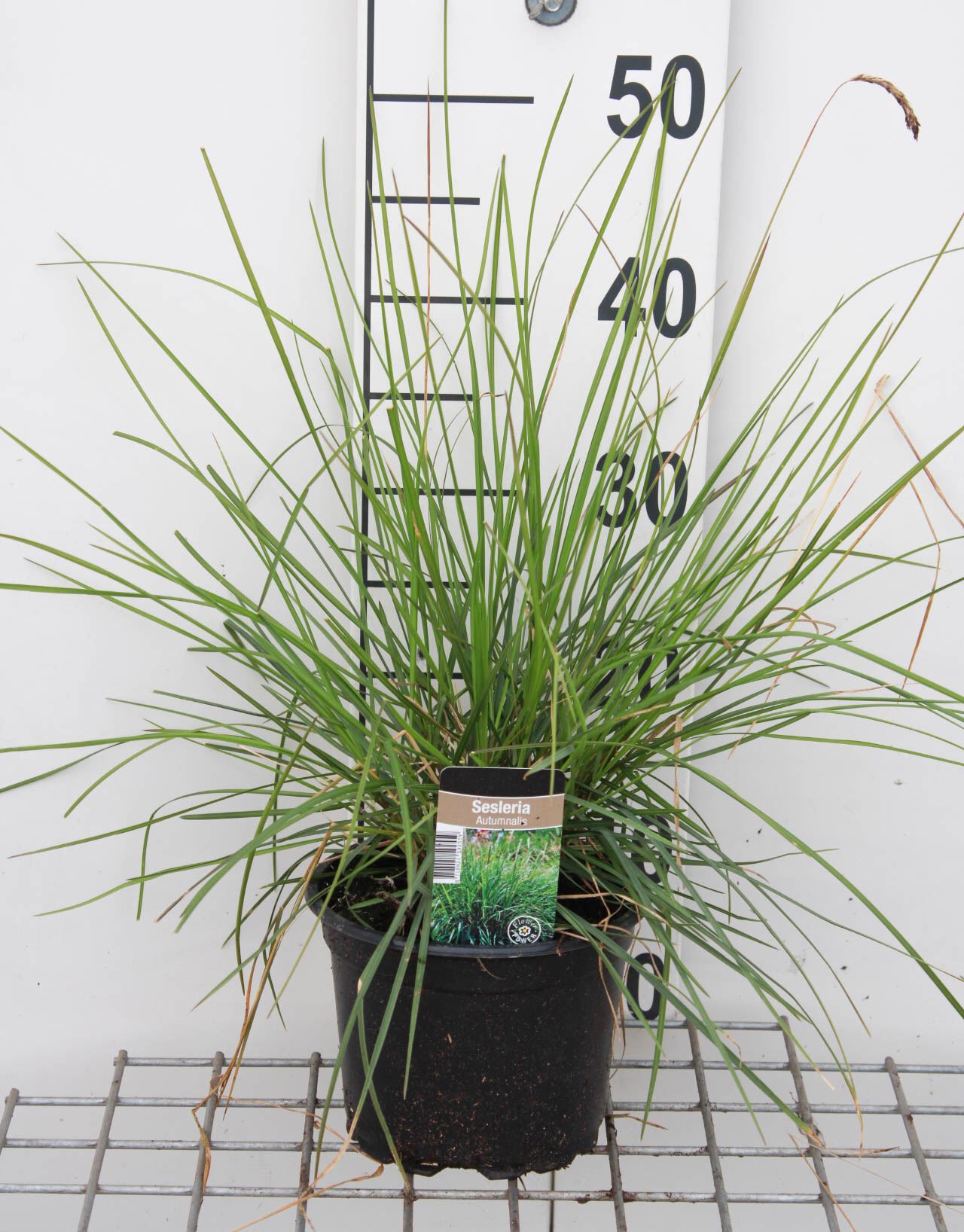 Sesleria autumnalis - pot 3L