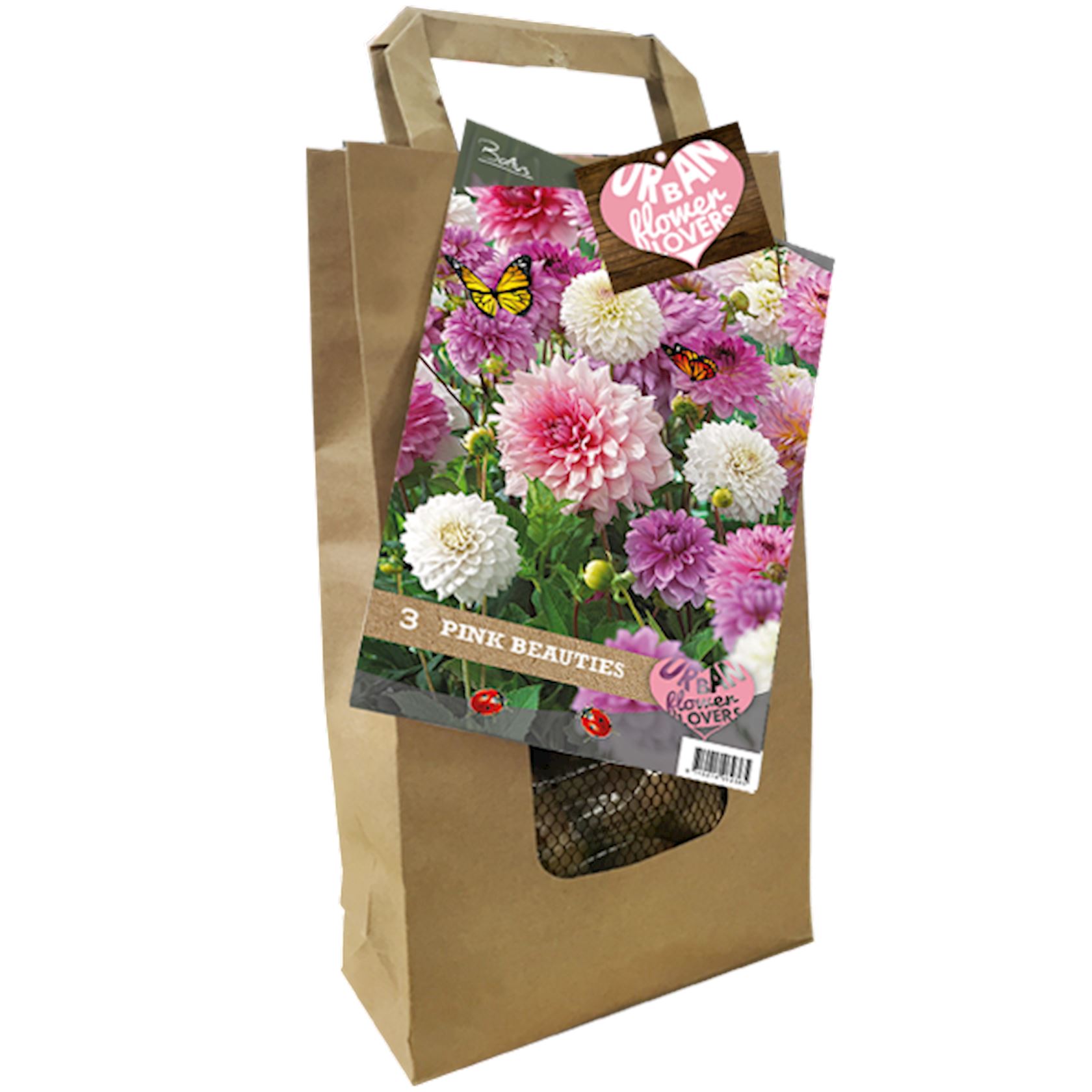 Baltus dahlia 'Urban Flower Lovers 'Pink Beauties' - Voorjaarsbloembollen - Per 3 bollen (roze)