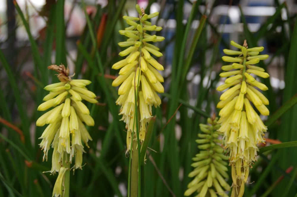 Plantenfiche-Kniphofia-Lemon-Popsicle-