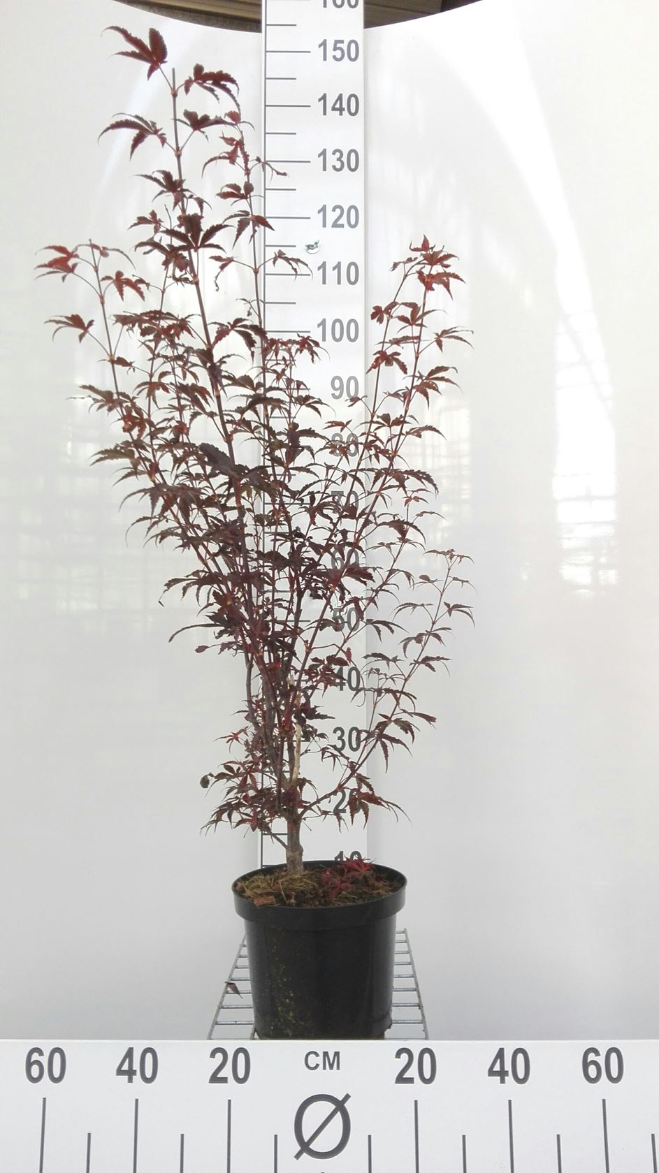 Acer palmatum 'Skeeter's Broom' - pot - 50-60 cm