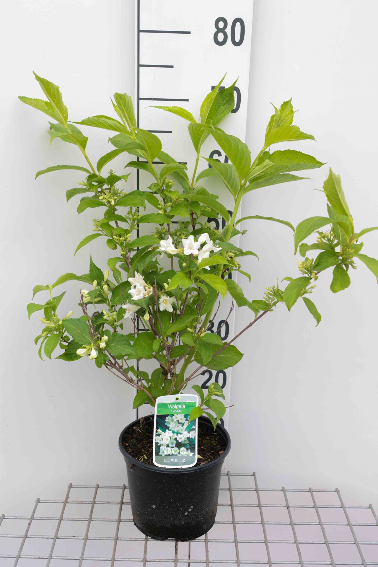 Weigela 'Candida' - pot - 50-60 cm