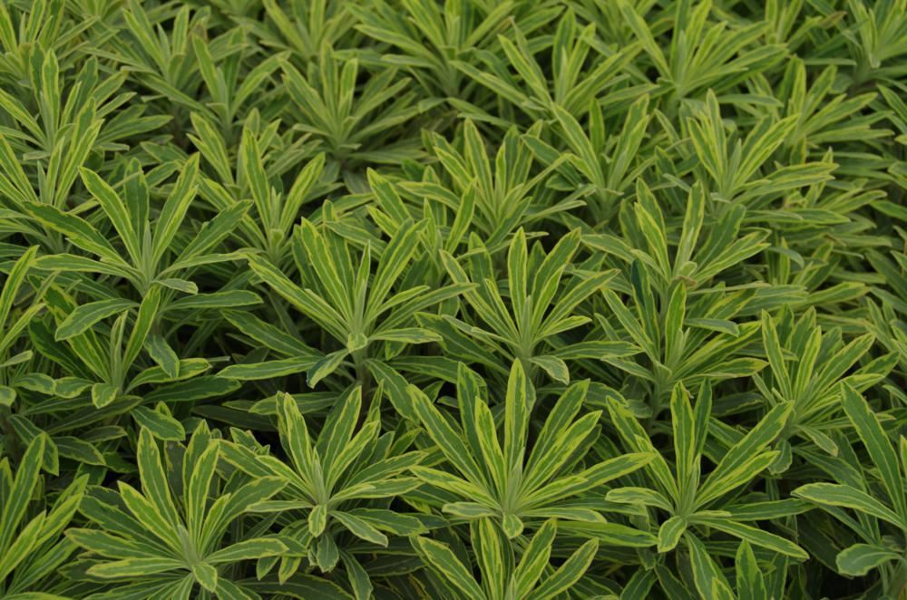 Plantenfiche-Euphorbia-Ascot-Rainbow-