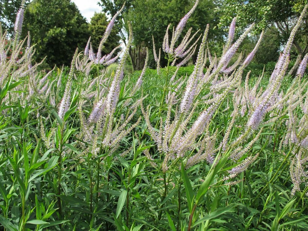 Plantenfiche-Veronicastrum-virginicum-Lavendelturm-