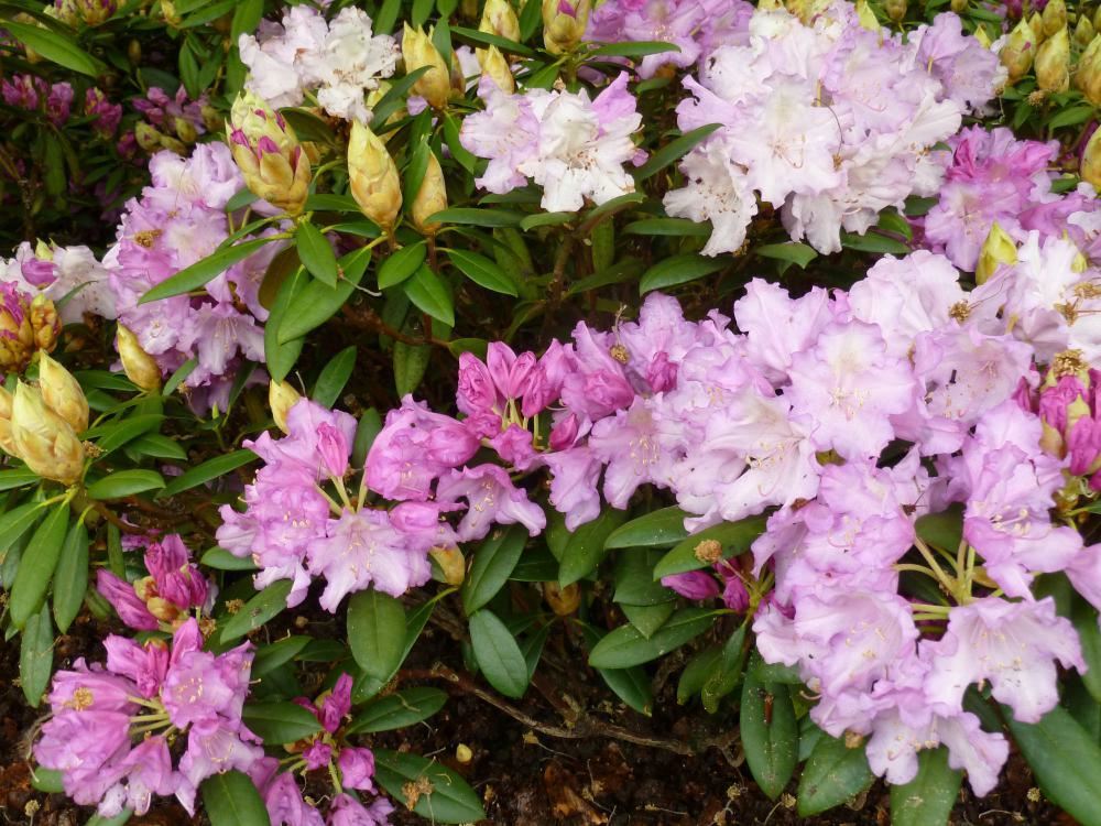 Plantenfiche-Rhododendron-Caroline-Allbrook-