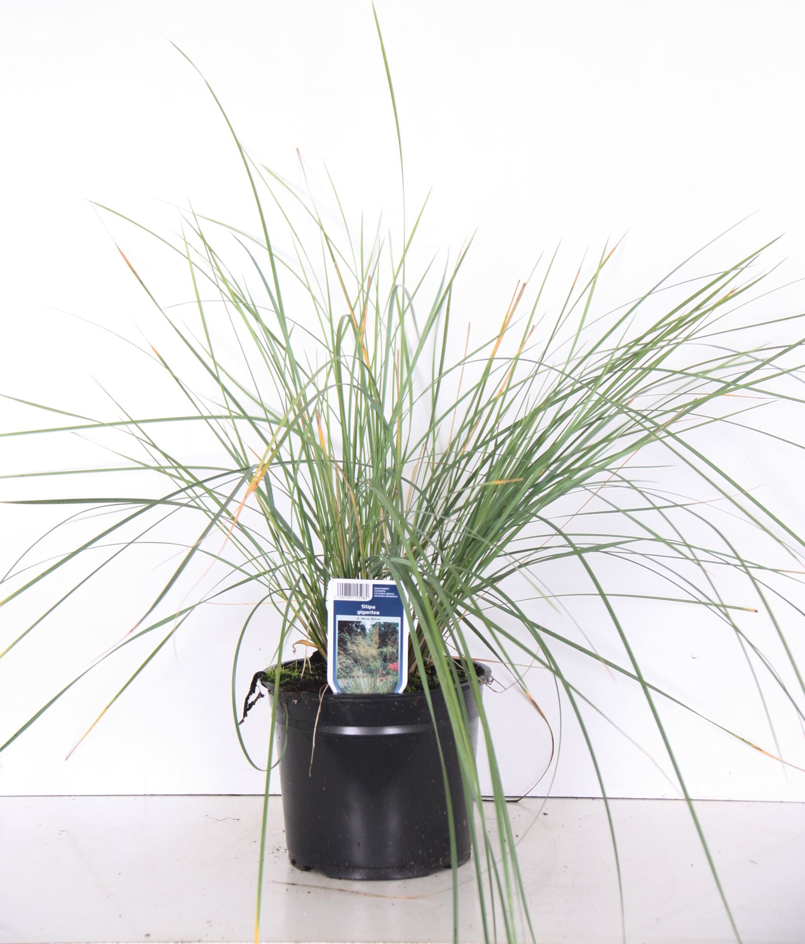 Stipa gigantea - pot 3L