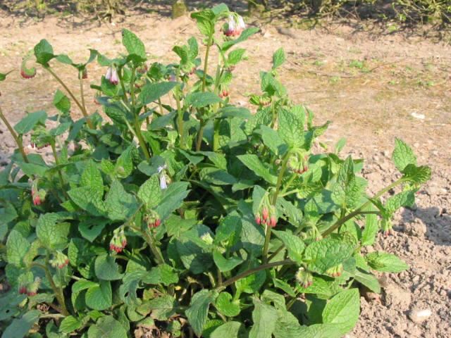Plantenfiche-Symphytum-grandiflorum-Hidcote-Pink-