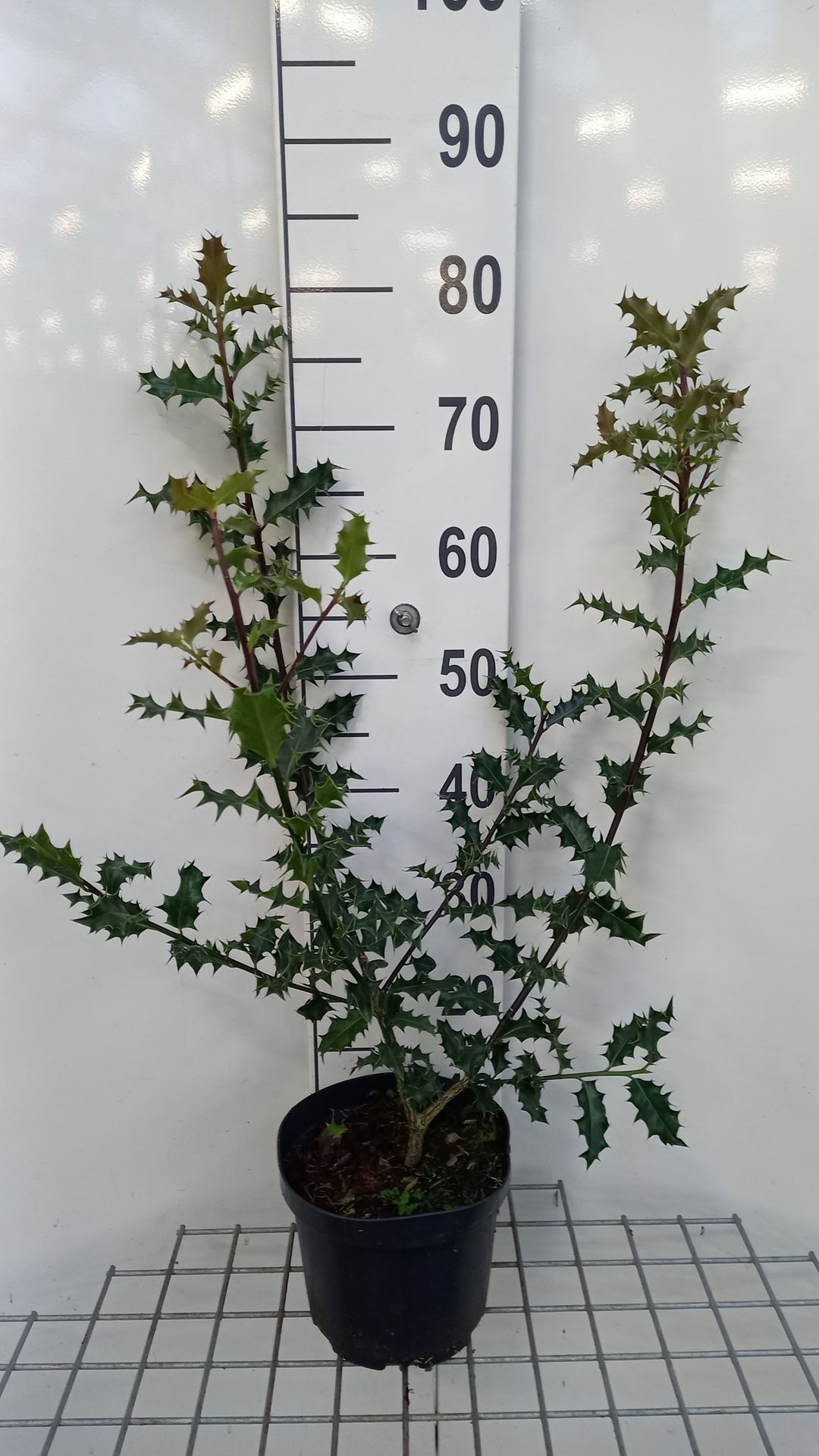 Ilex aquifolium - pot - 40-60 cm