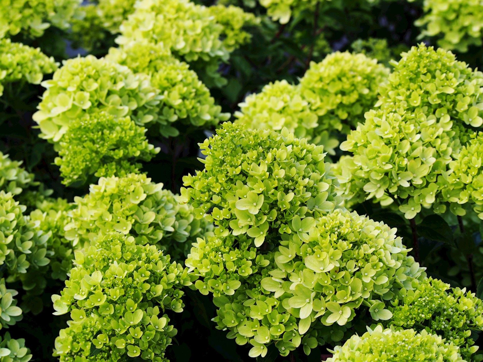 Plantenfiche-Hydrangea-paniculata-Jane-Little-Lime-