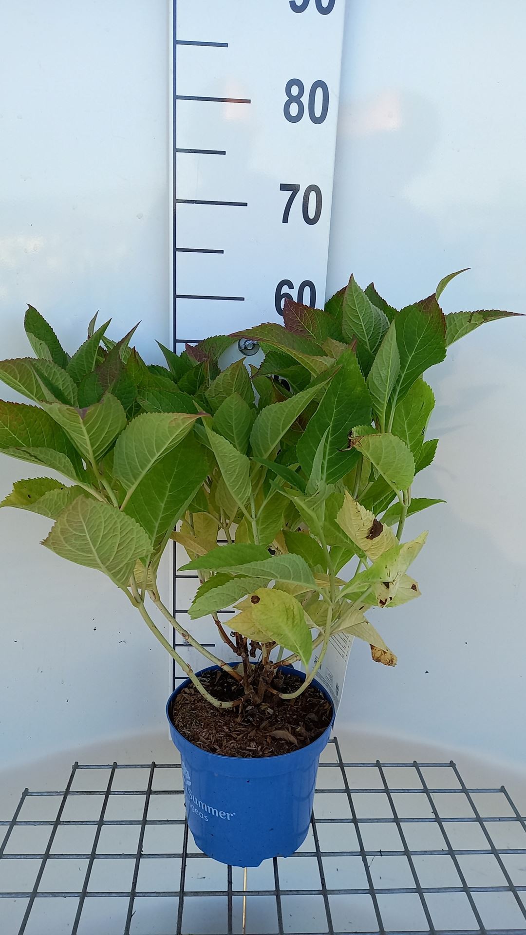 Hydrangea macrophylla 'PIIHMII' (Bloomstruck, Bloomstar) - pot 3L - 25-30 cm