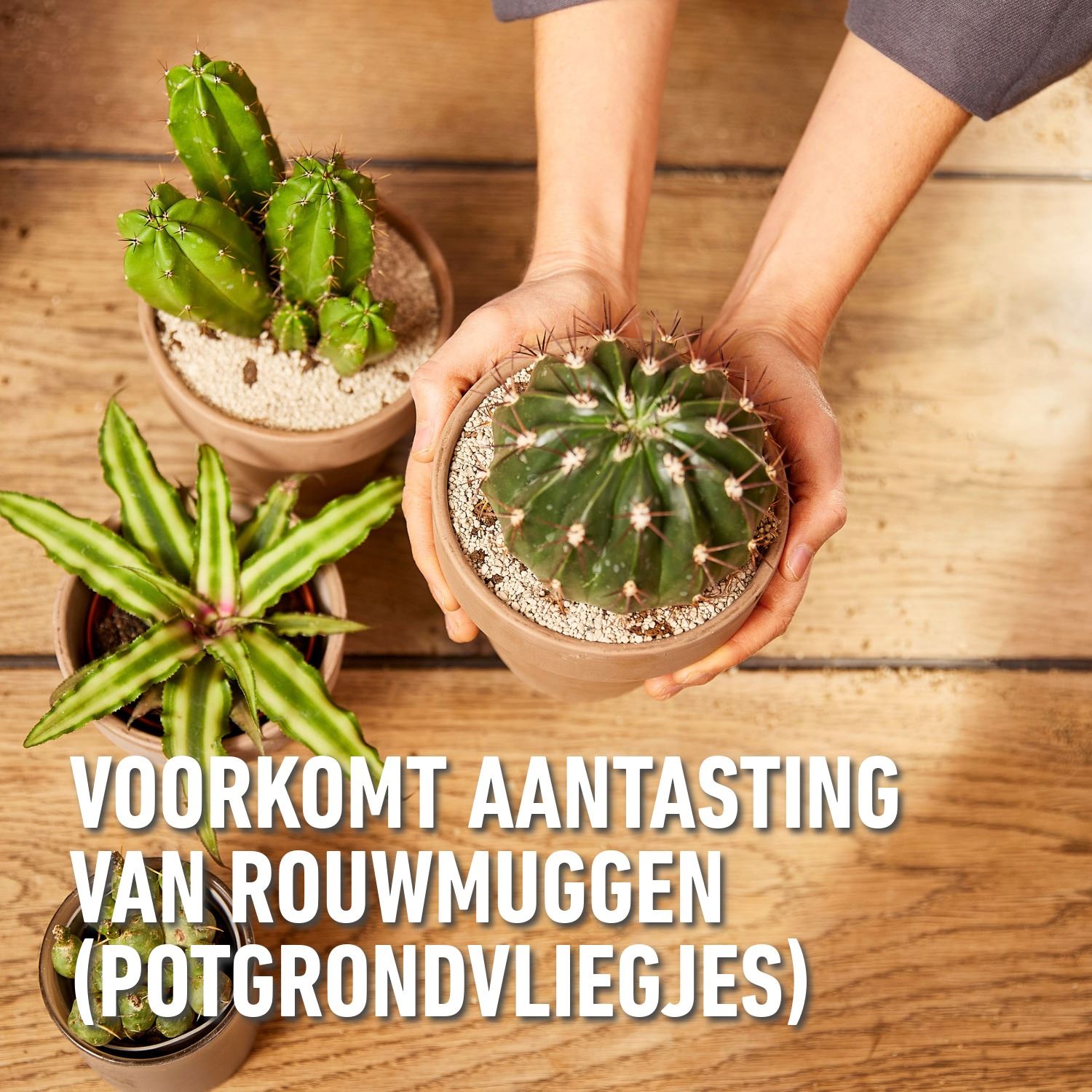 Granuplant-Cactussen-Vetplanten-3L