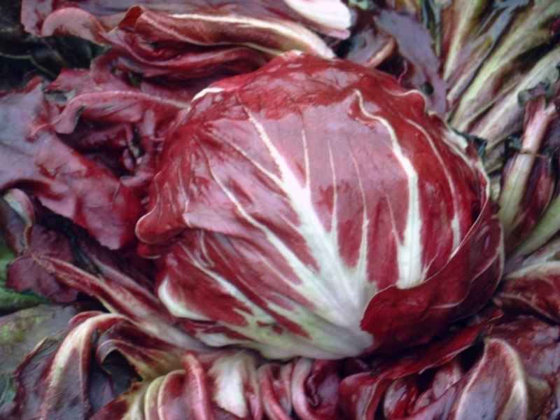 Radicchio-rosso-set-6