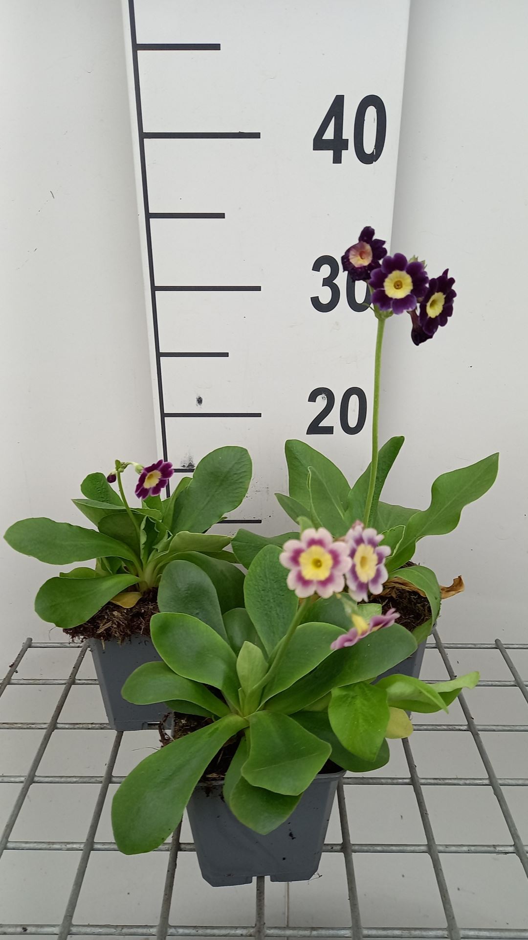 Primula auricula - pot 9x9 cm