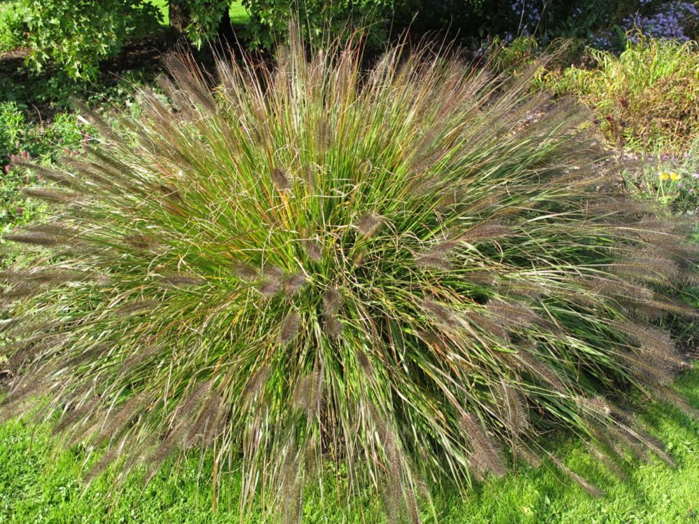 Plantenfiche-Pennisetum-alopecuroides-f-viridescens