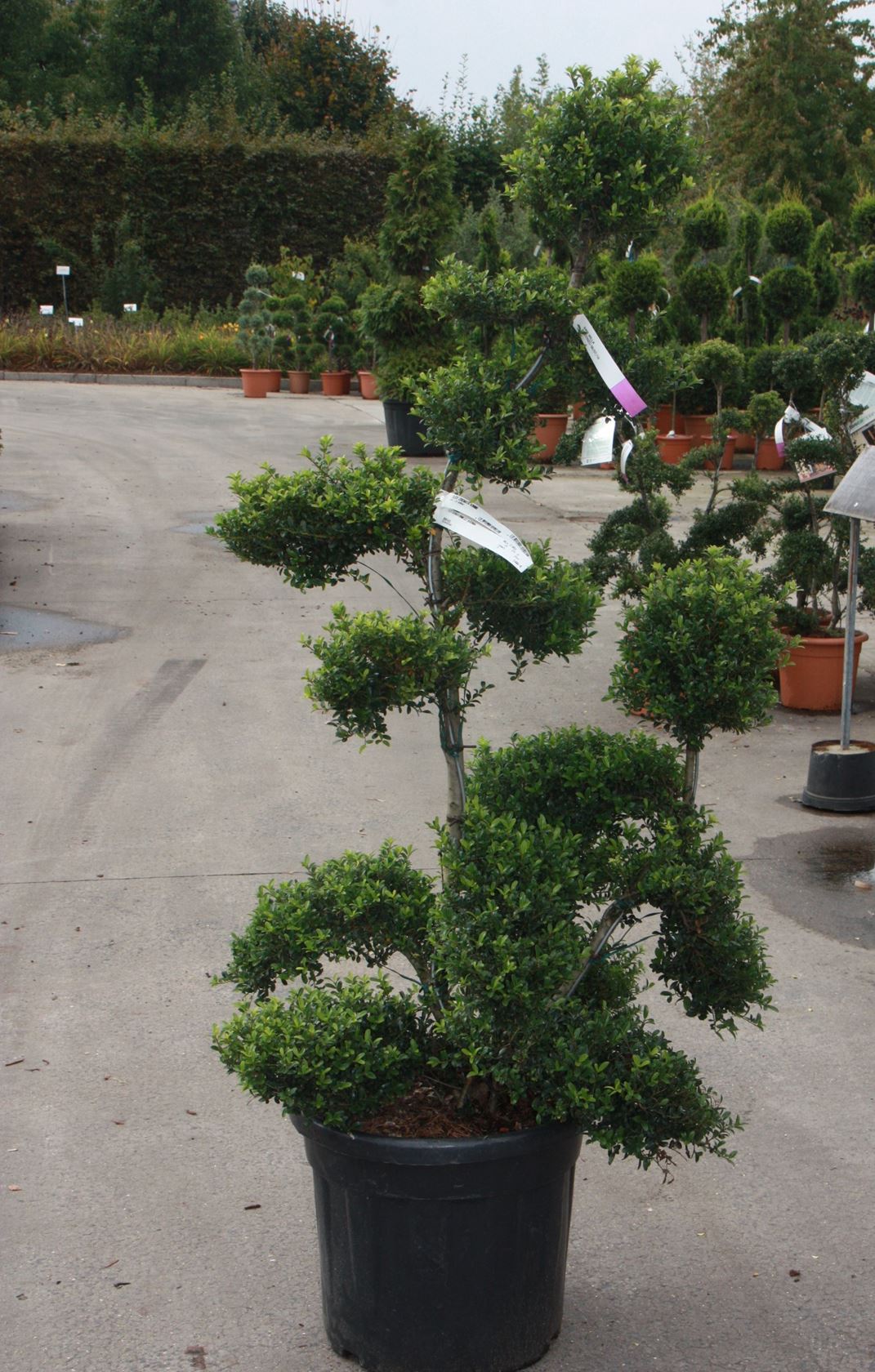 Ilex crenata 'Kimmei' - pot 35L - 125-150 cm - bonsai