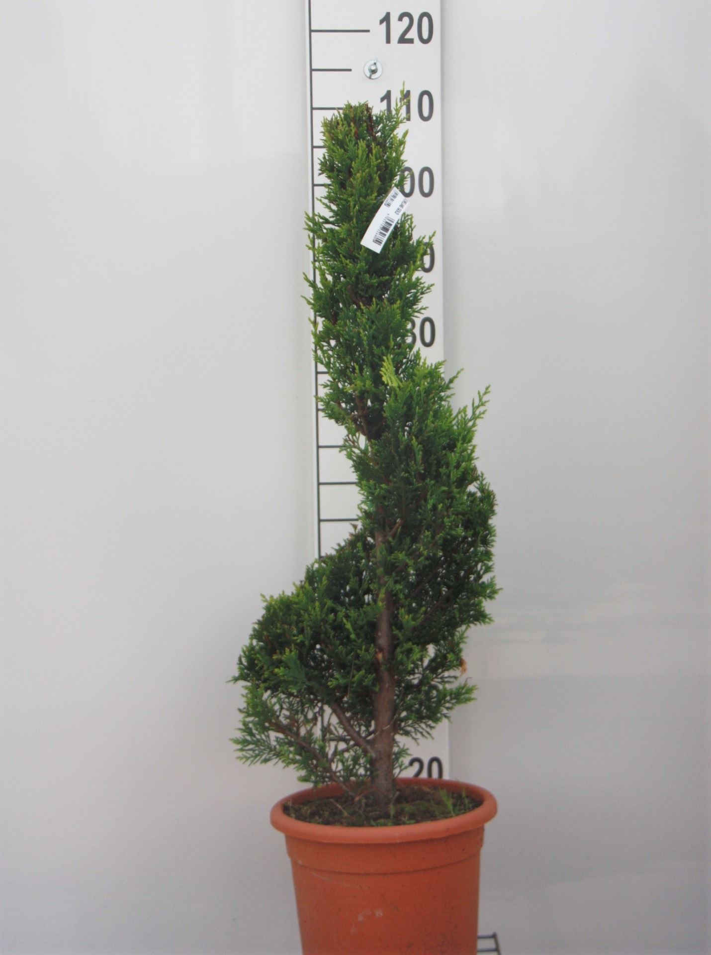 x Cupressocyparis leylandii 'Castlewellan' - pot 9L - 80-100 cm - spiraalvorm