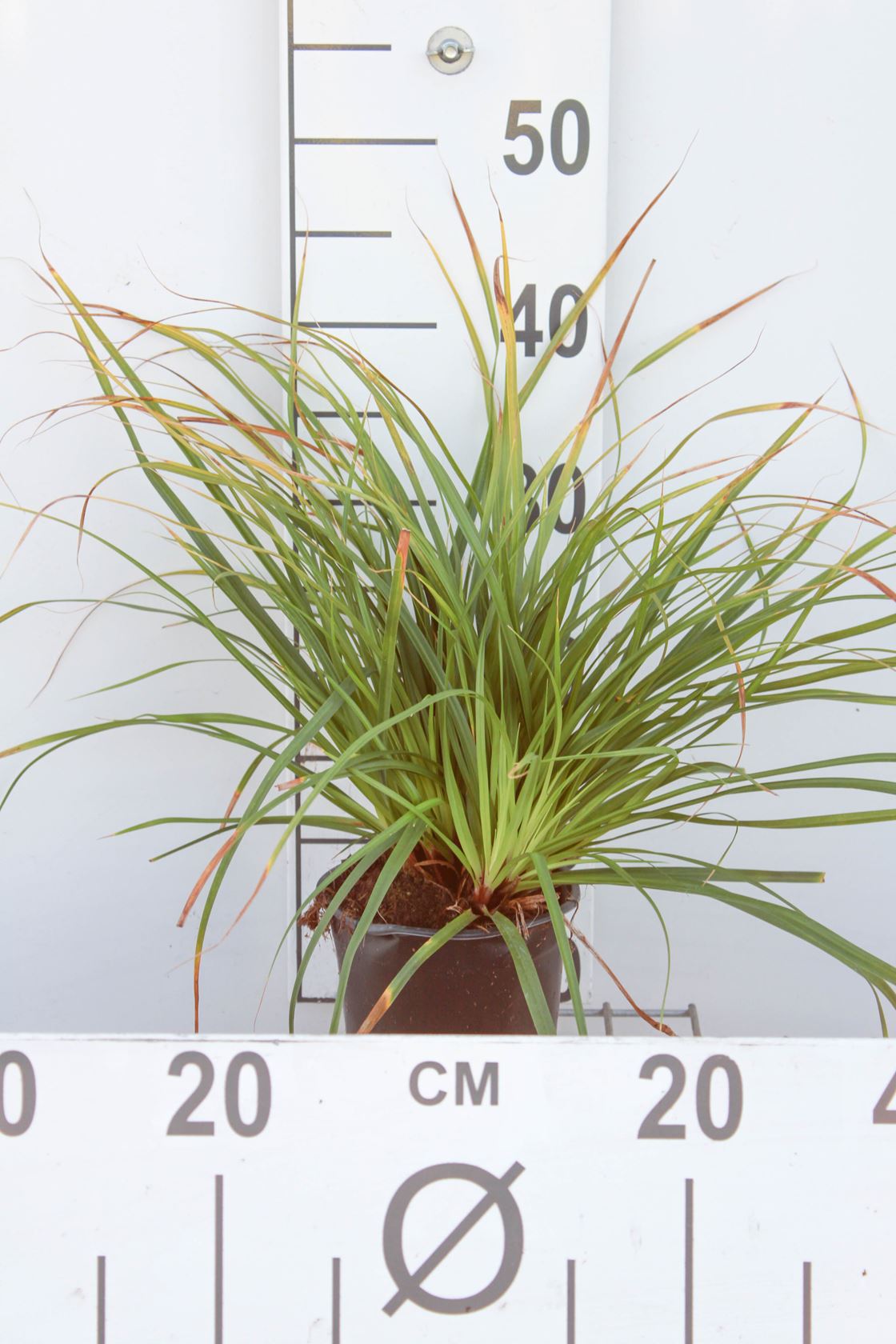Carex morrowii - pot 1,3L
