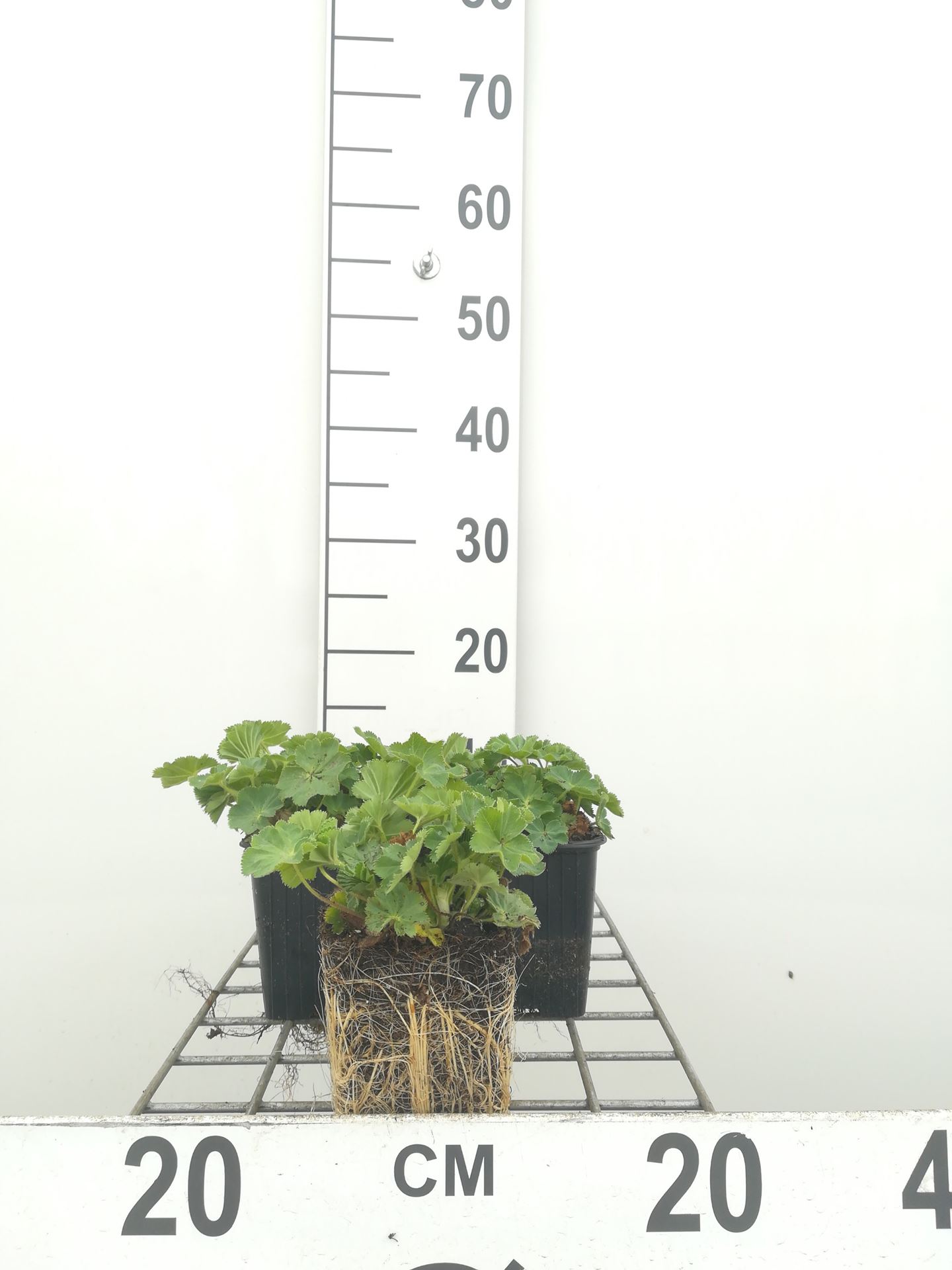 Alchemilla mollis - pot 9x9 cm