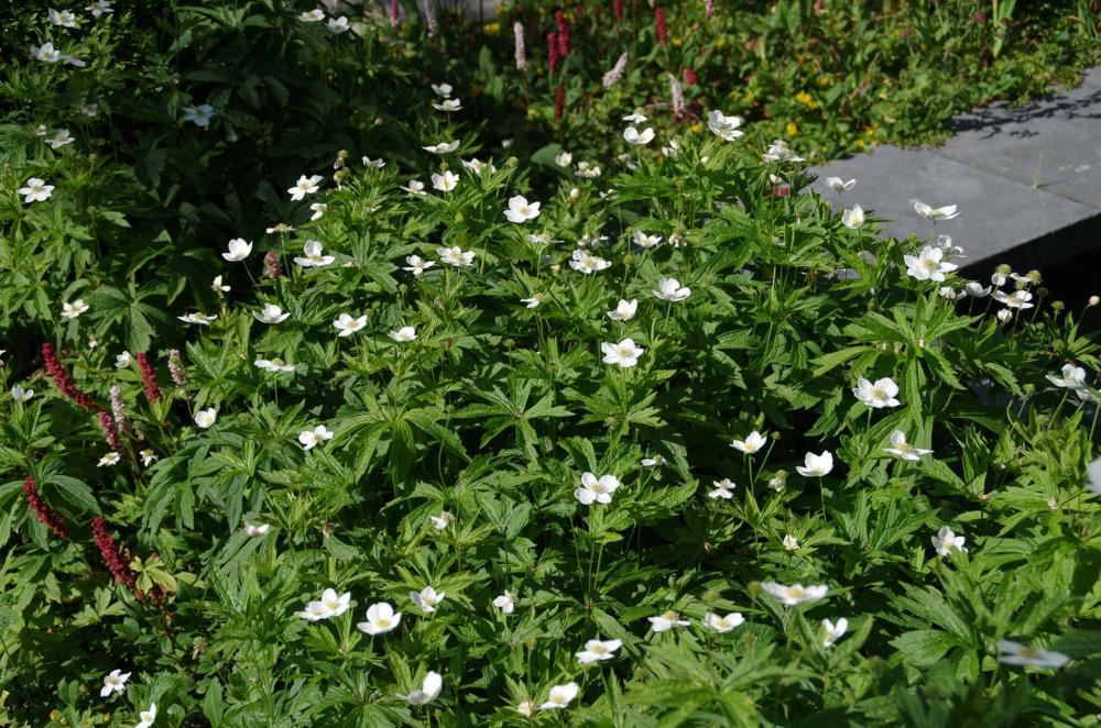 Plantenfiche-Anemone-sylvestris