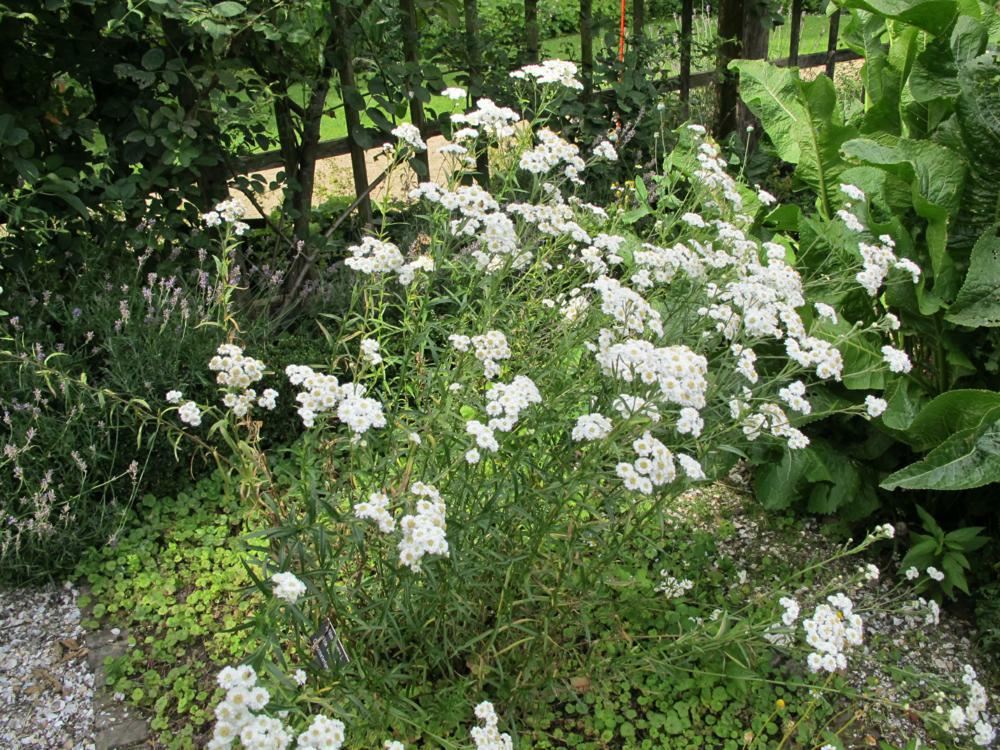 Plantenfiche-Achillea-ptarmica