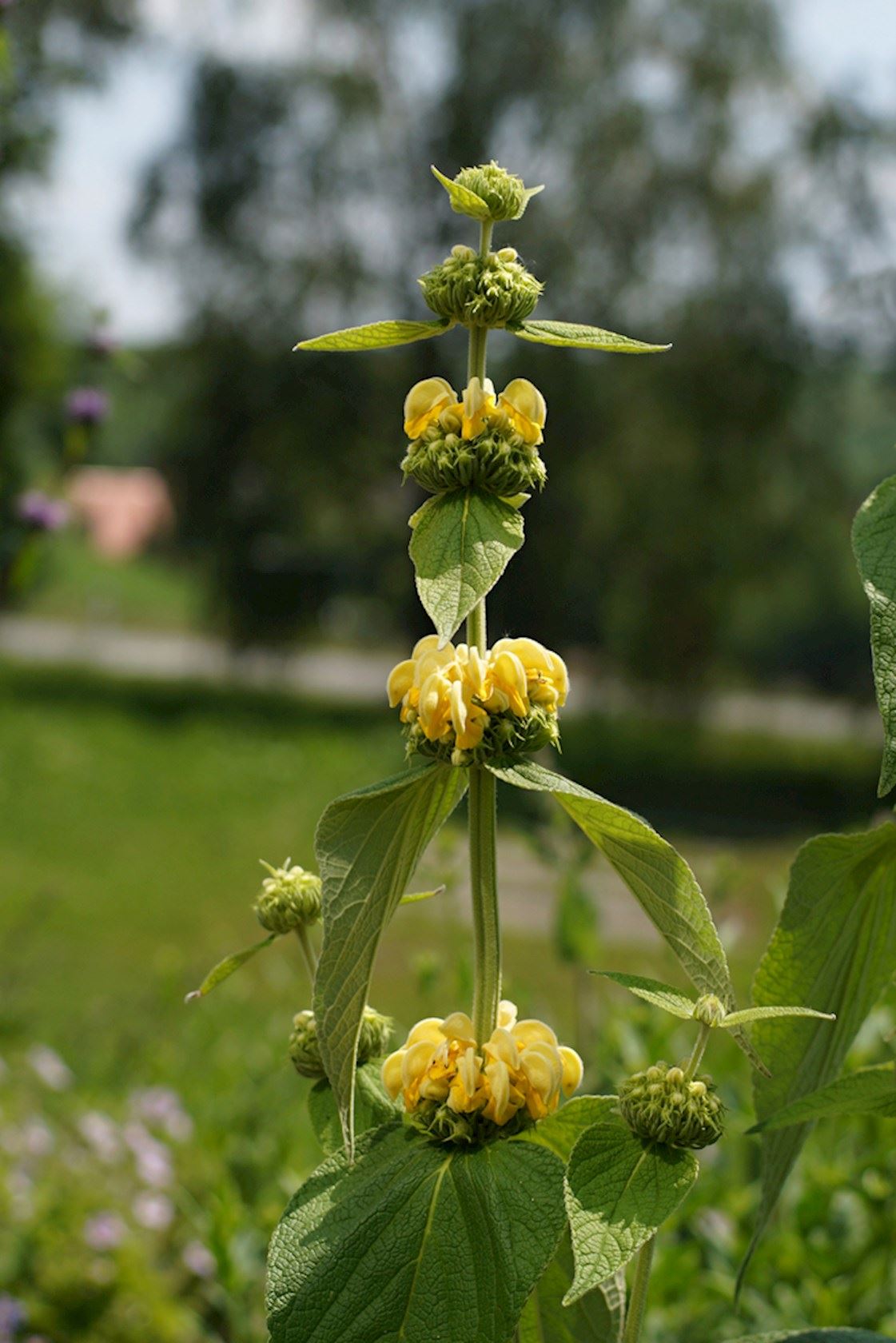Plantenfiche-Phlomis-samia