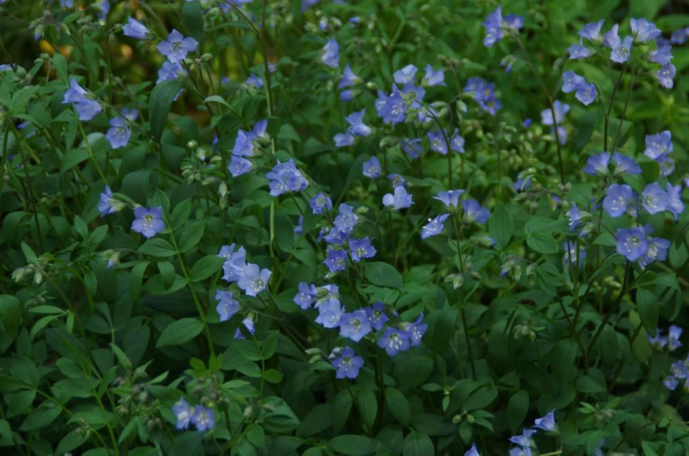 Plantenfiche-Polemonium-reptans-Blue-Pearl-