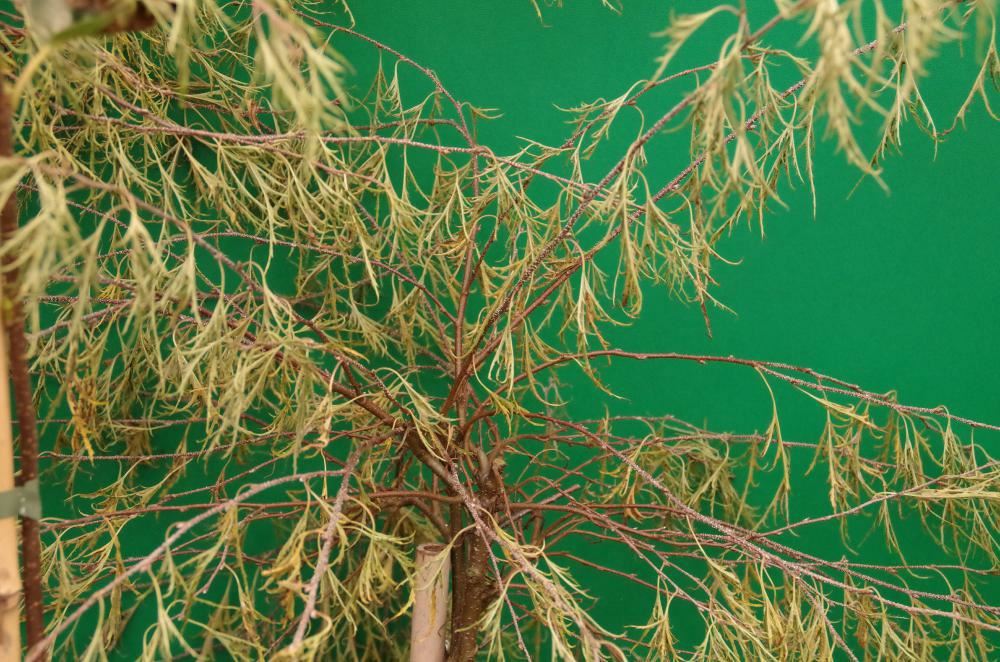 Plantenfiche-Betula-pendula-Karaca-